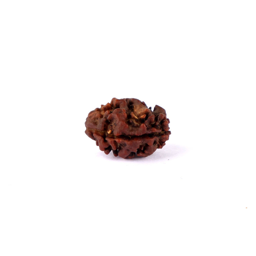 2 Mukhi Rudraksha (17.73mm)