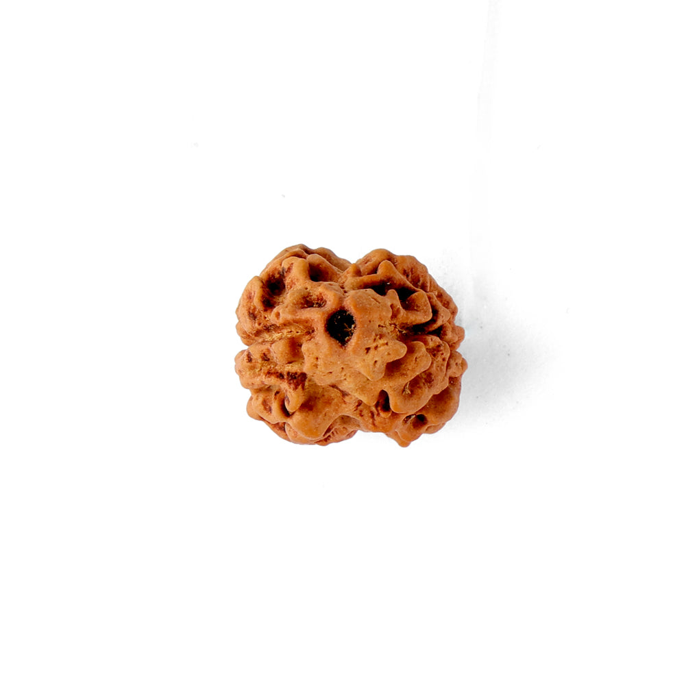 2 Mukhi Rudraksha (21.36mm)