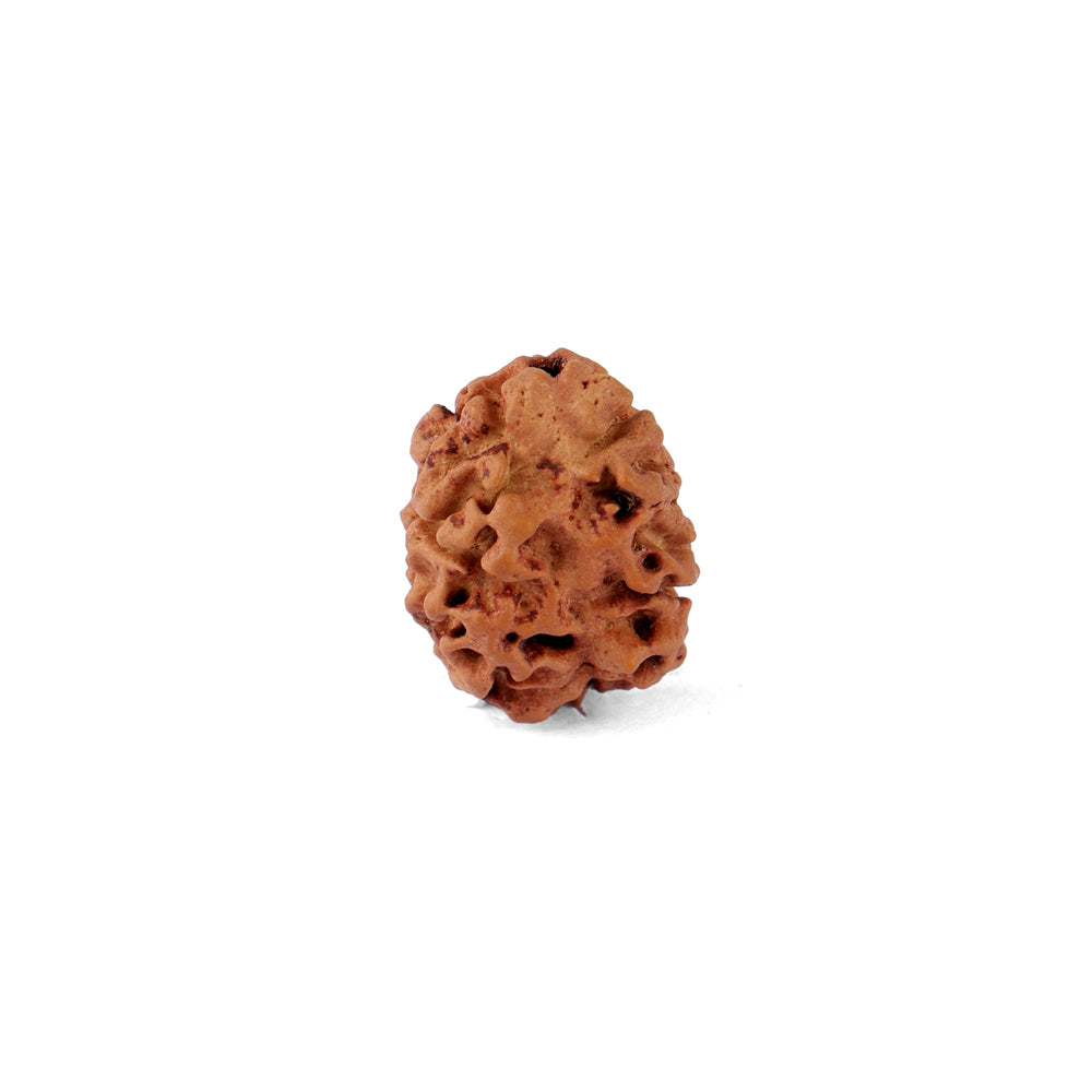 2 Mukhi Rudraksha (21.36mm)