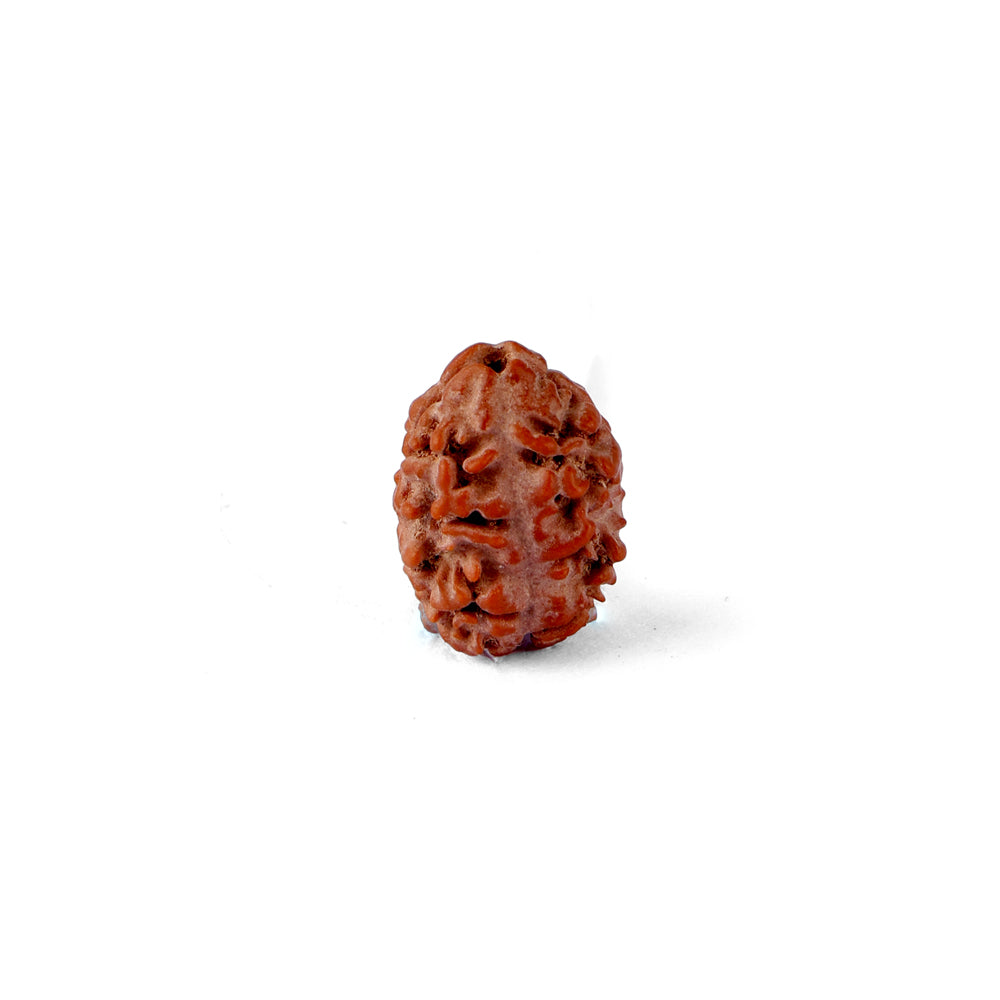 2 Mukhi Rudraksha (17.82mm)