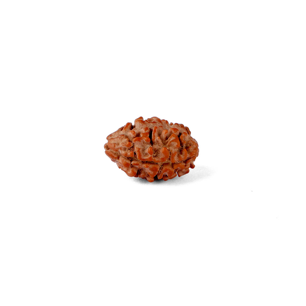 2 Mukhi Rudraksha (17.82mm)