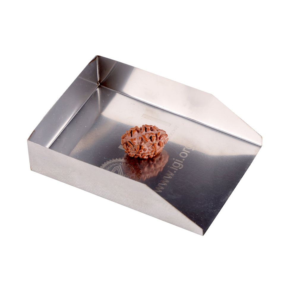 2 Mukhi Rudraksha (17.82mm)