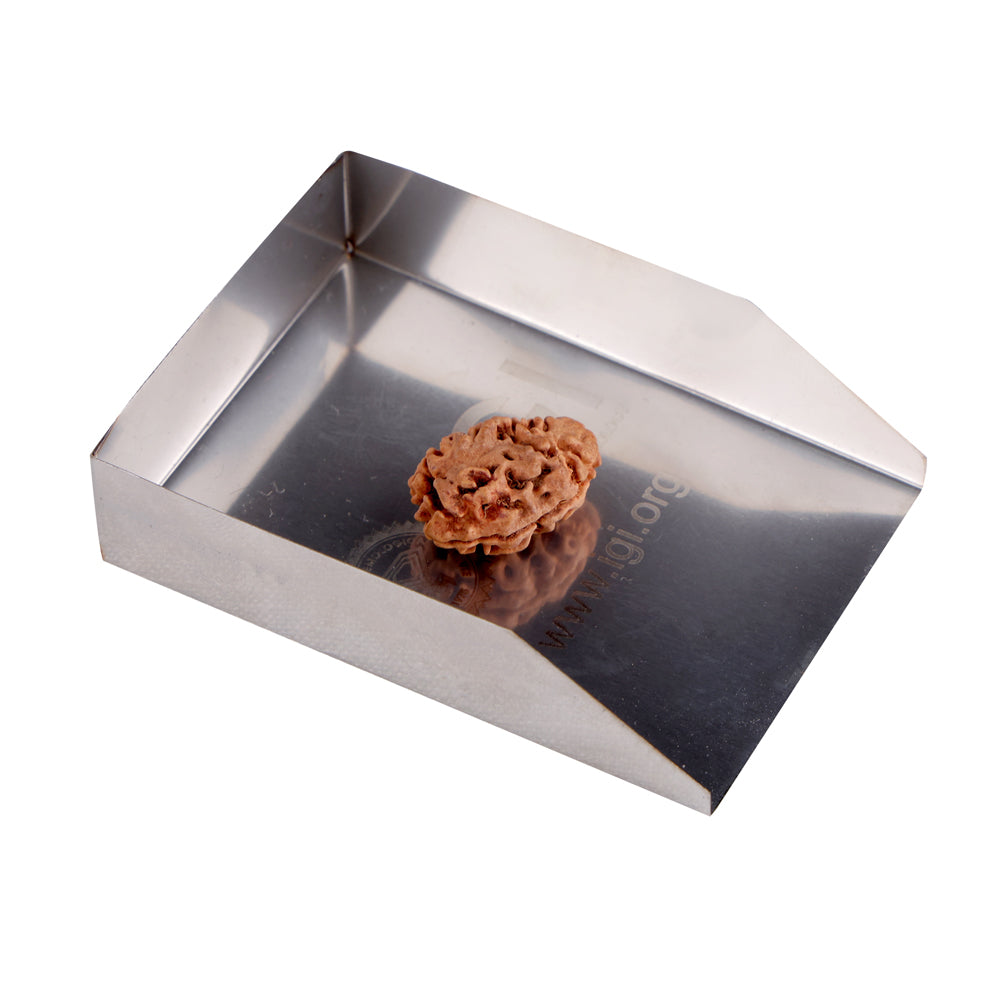 2 Mukhi Rudraksha (21.41mm)