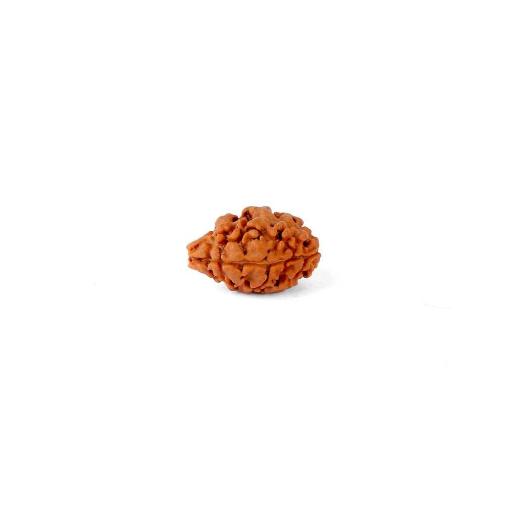 2 Mukhi Rudraksha (18.64mm)