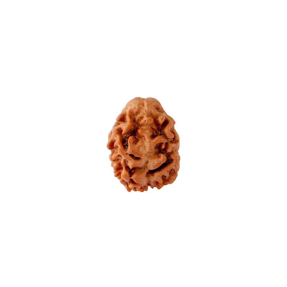 2 Mukhi Rudraksha (18.90mm)