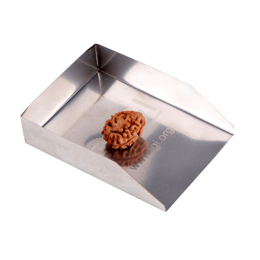 2 Mukhi Rudraksha (18.90mm)