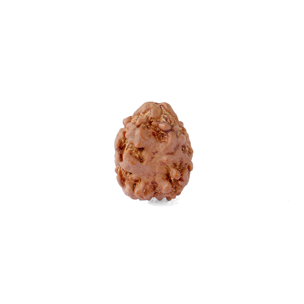 2 Mukhi Rudraksha (17.82mm)