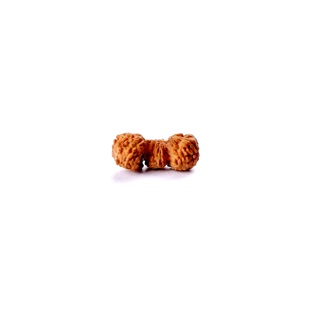 Trijuti Rudraksha