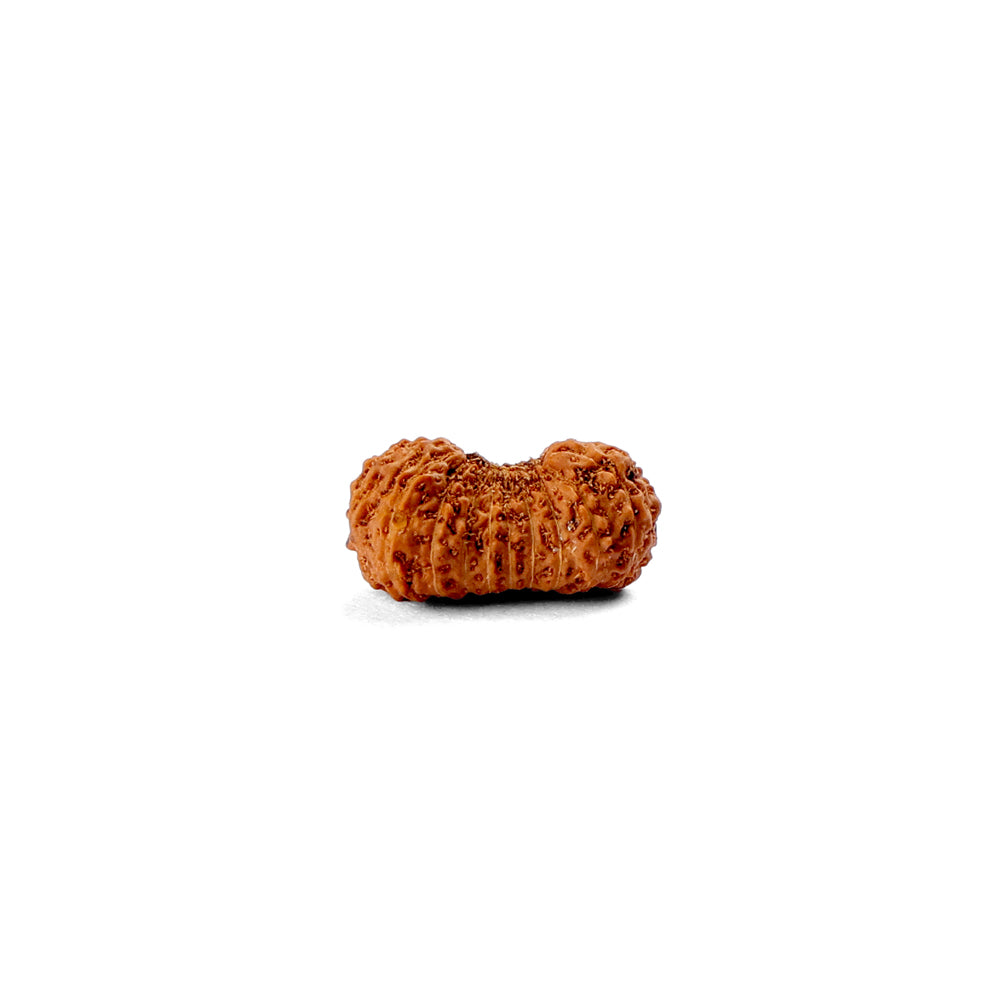 20 Mukhi Rudraksha