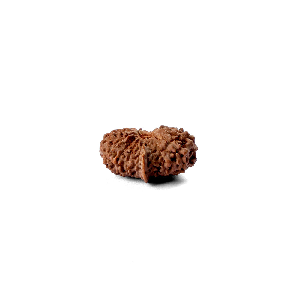 17 Mukhi Rudraksha