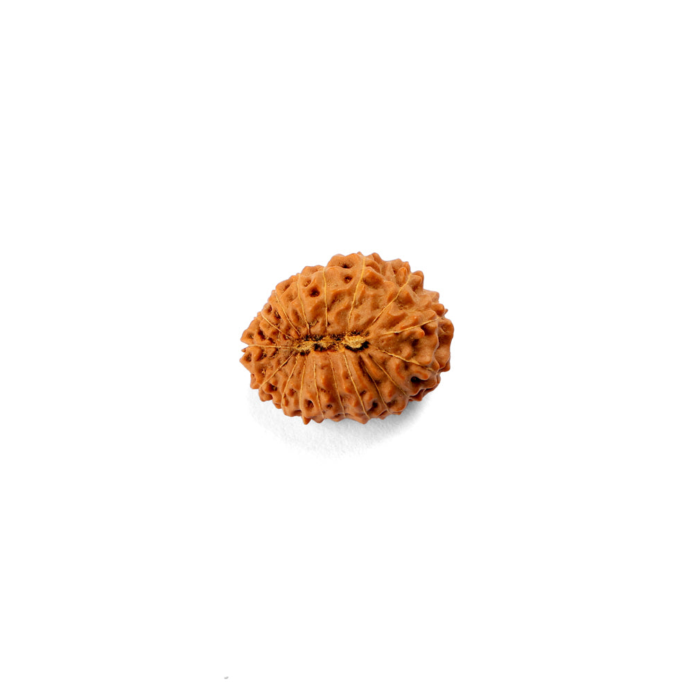 17 Mukhi Rudraksha (22.14mm)