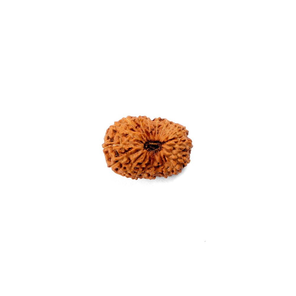 18 Mukhi Rudraksha (22.01mm)