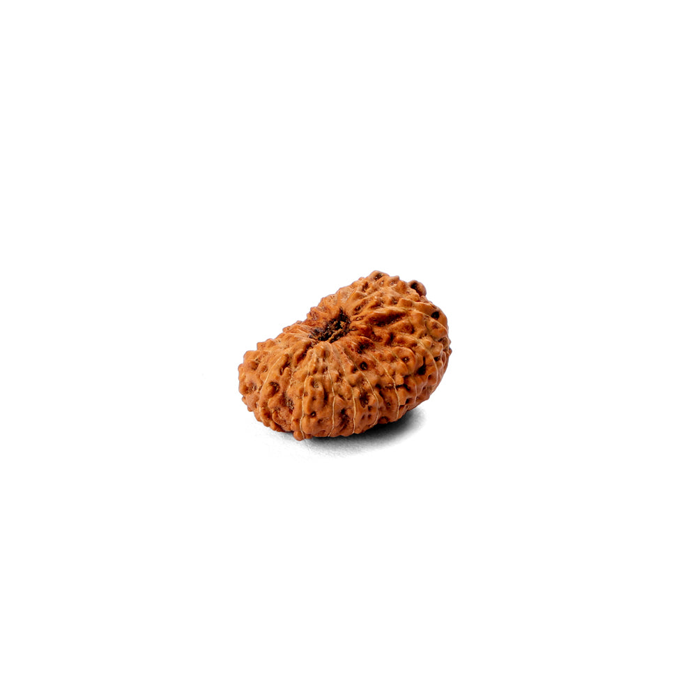 18 Mukhi Rudraksha (22.01mm)