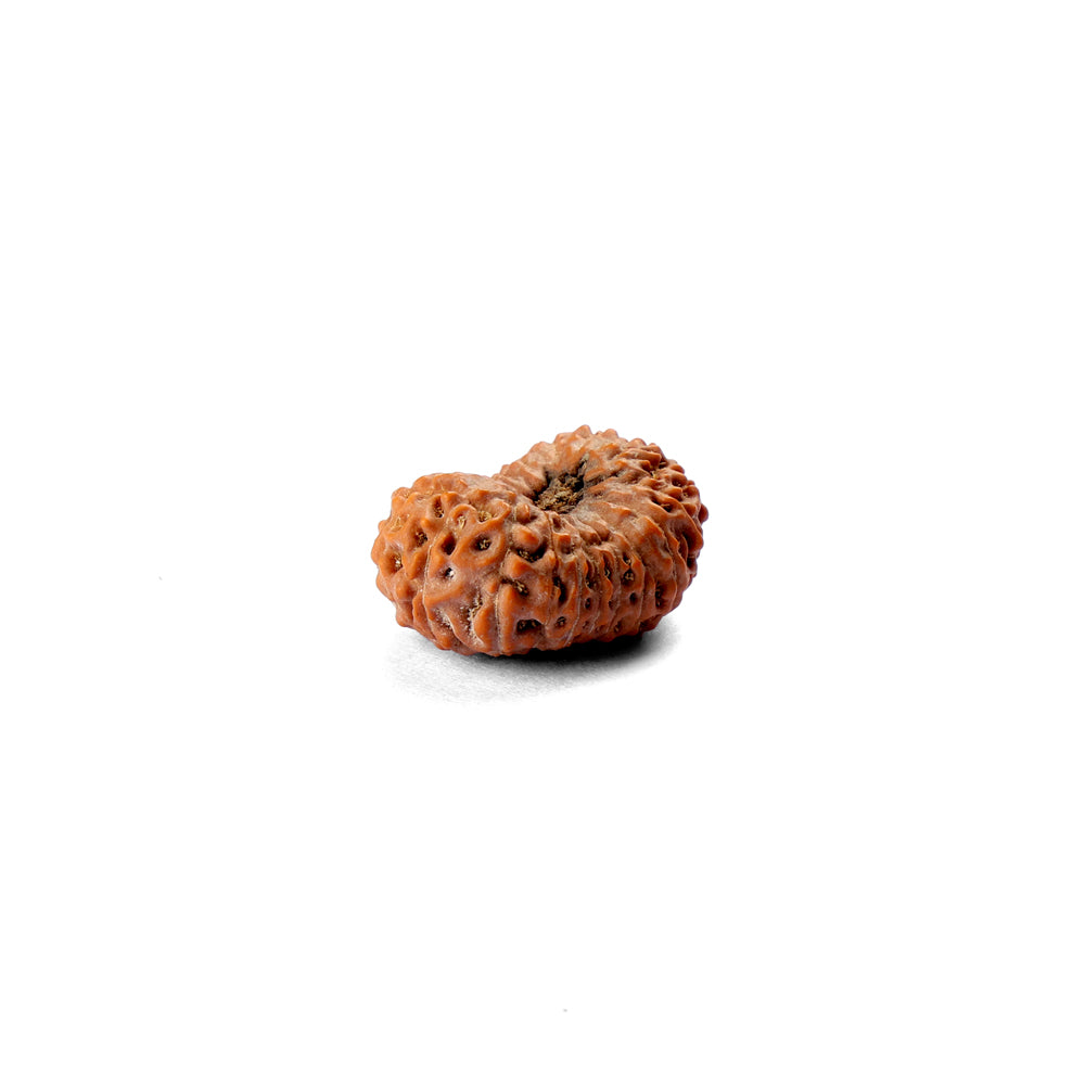 19 Mukhi Rudraksha (22.29mm)