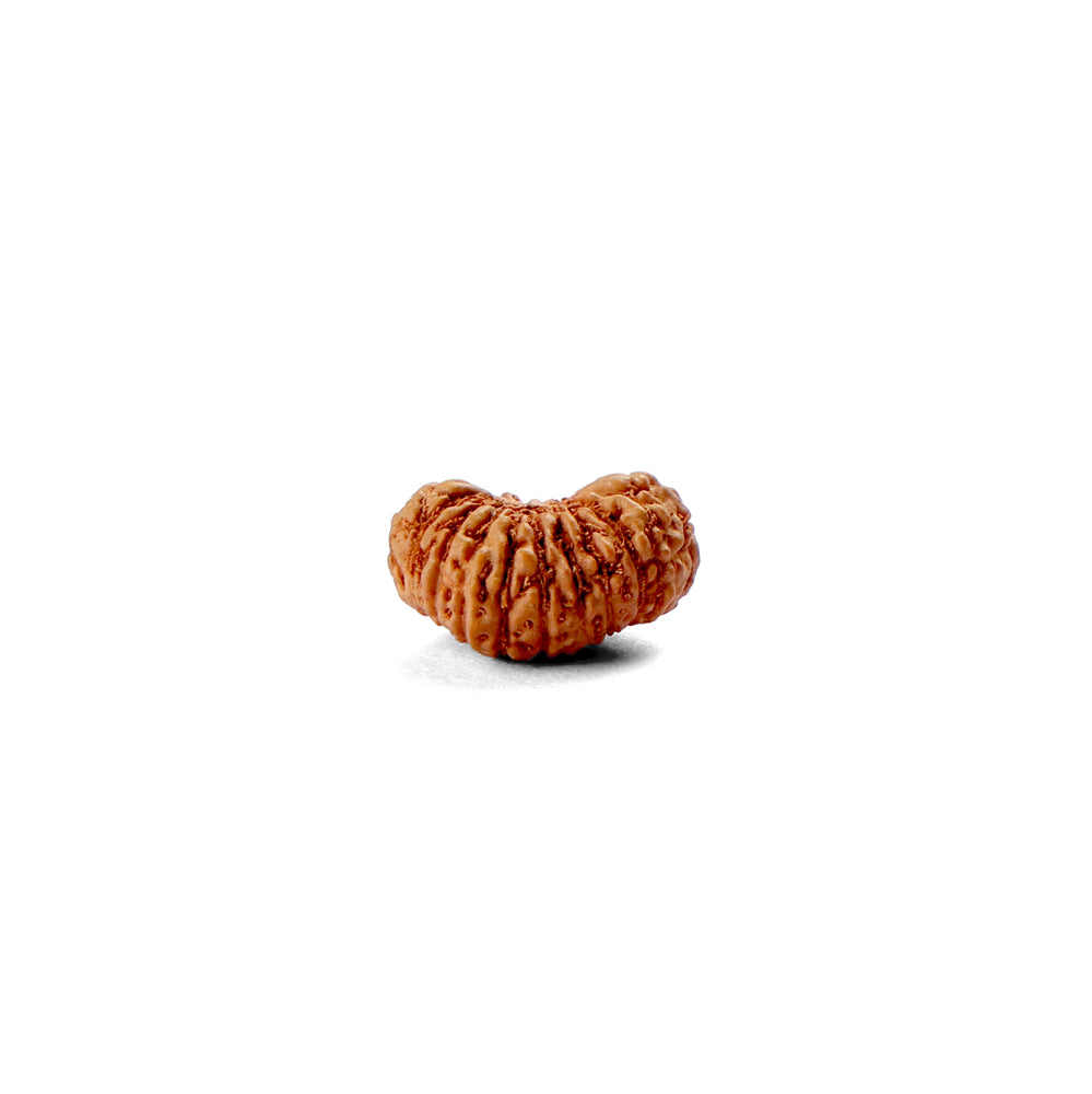 21 Mukhi Rudraksha (12.75mm)