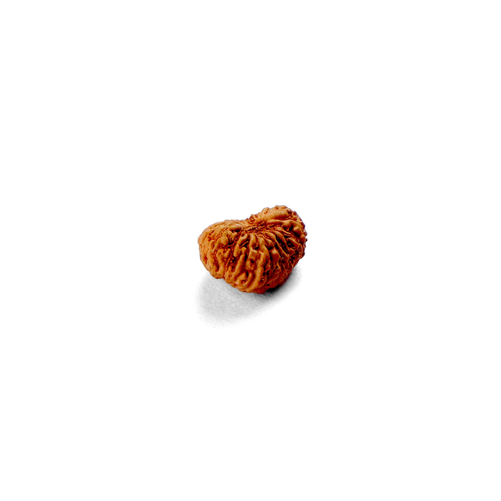 21 Mukhi Rudraksha (12.75mm)