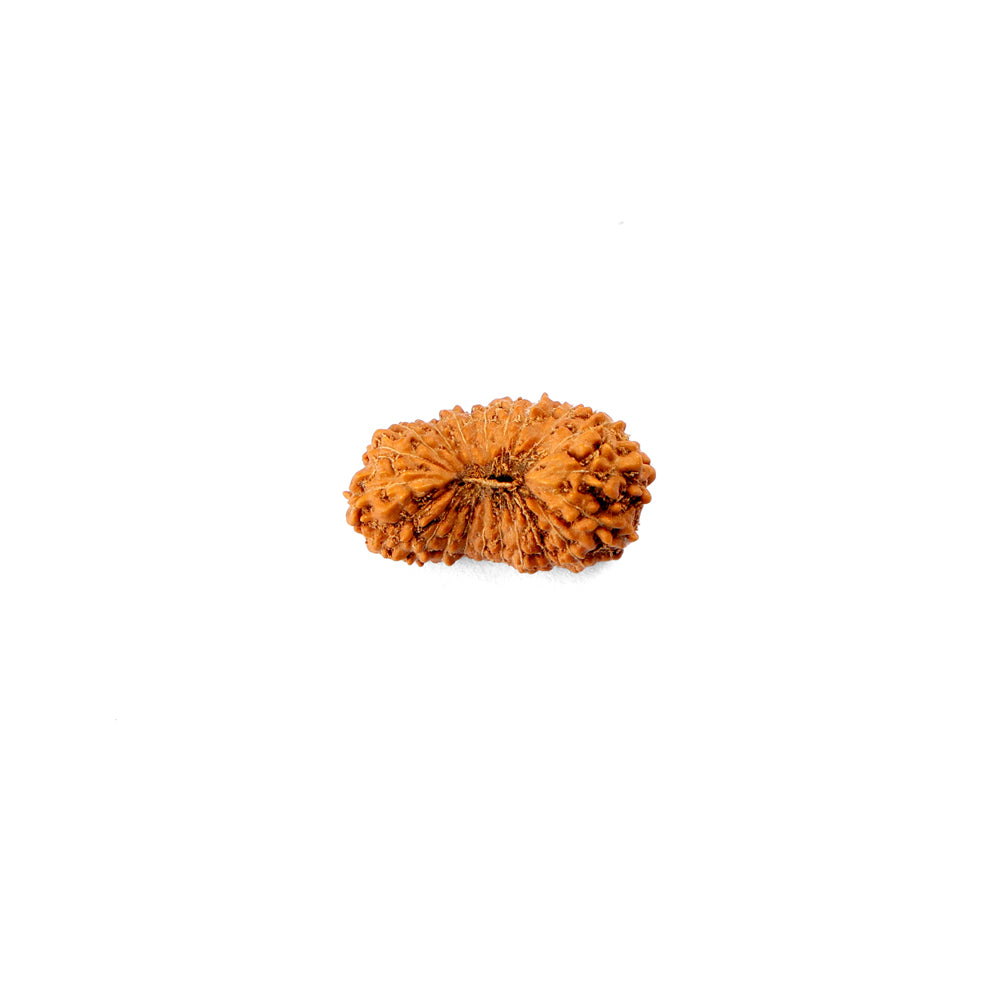 21 Mukhi Rudraksha (18.84mm)