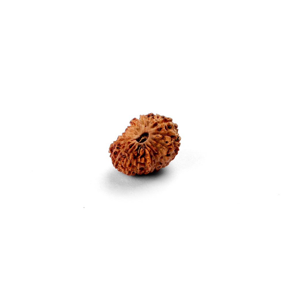 18 Mukhi Rudraksha