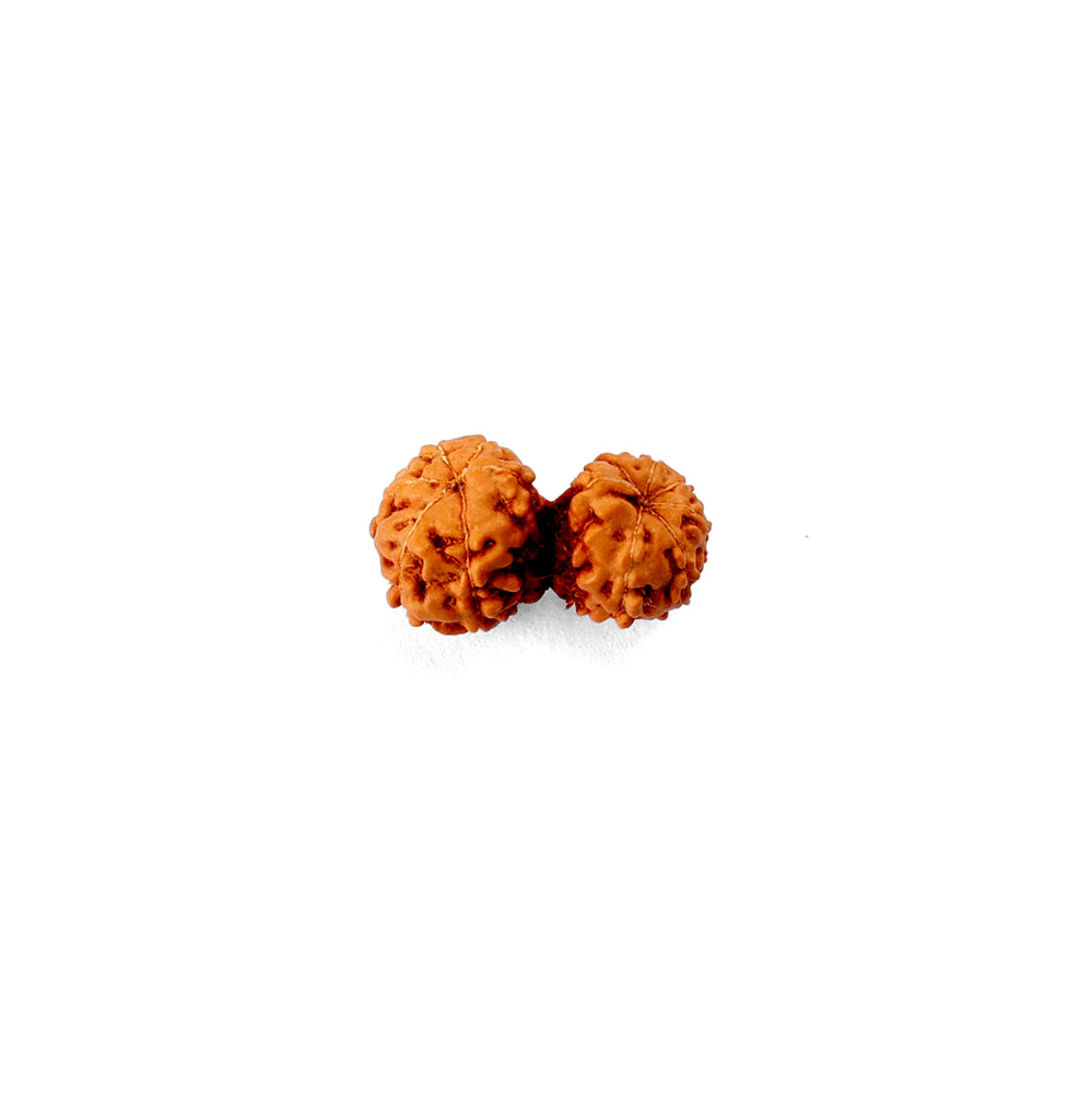 Gauri Shankar Rudraksha
