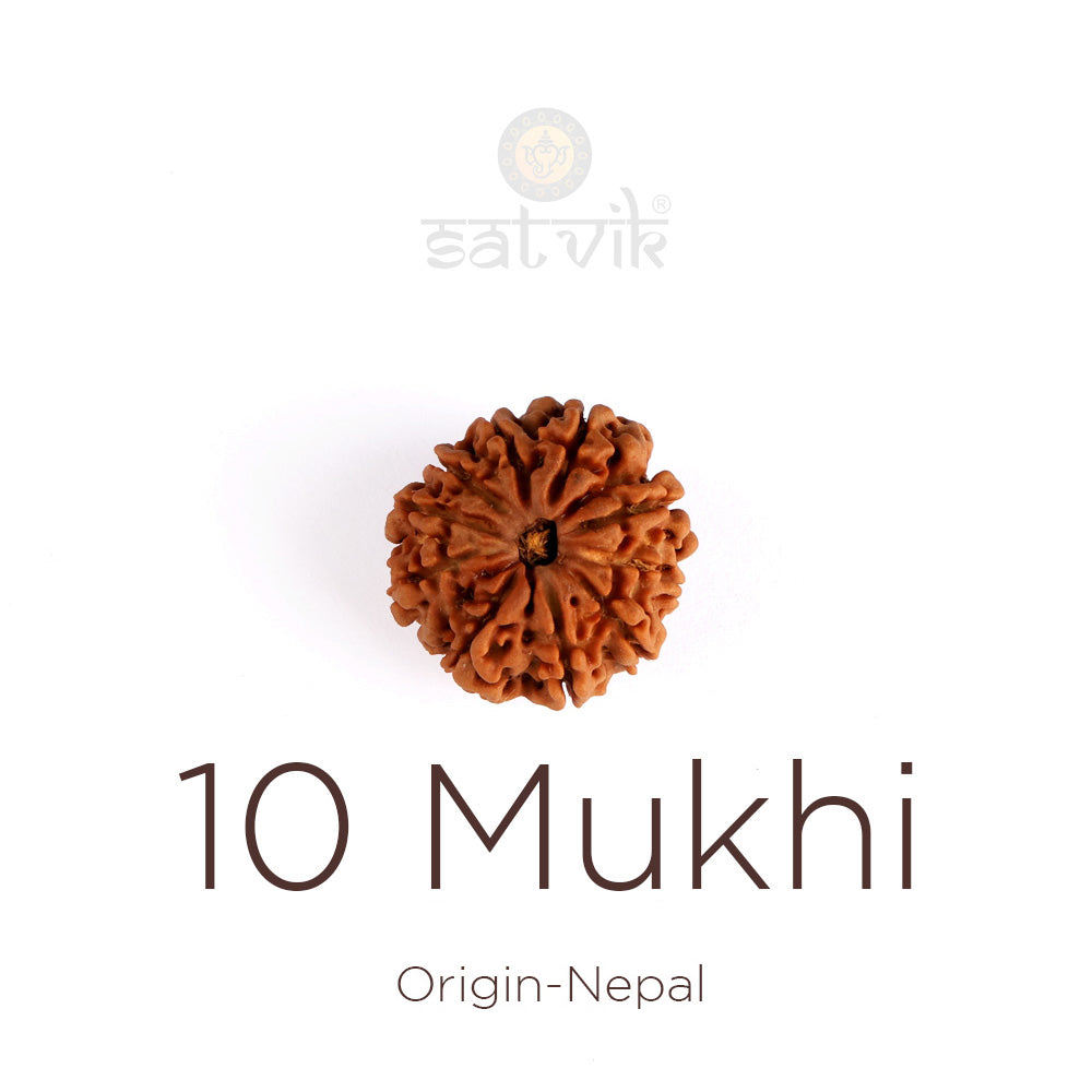 10 Mukhi Rudraksha (Regular)