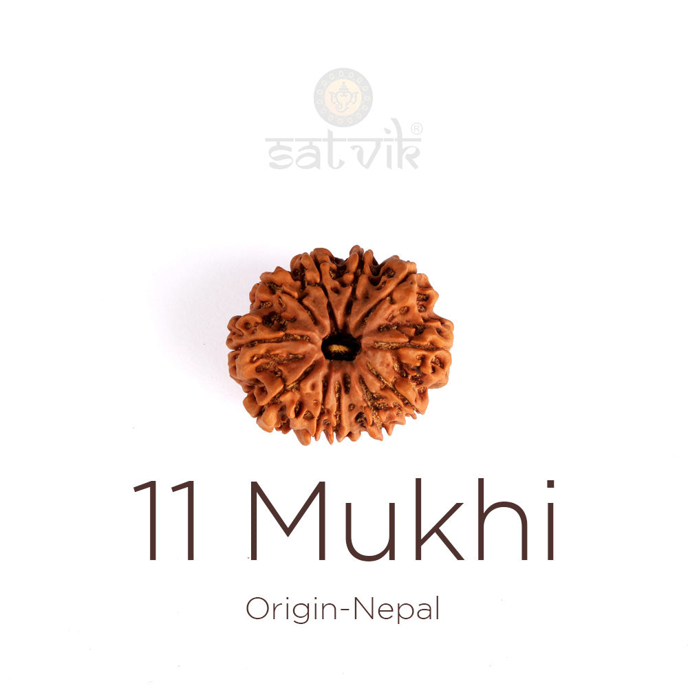 11 Mukhi Rudraksha (Regular)