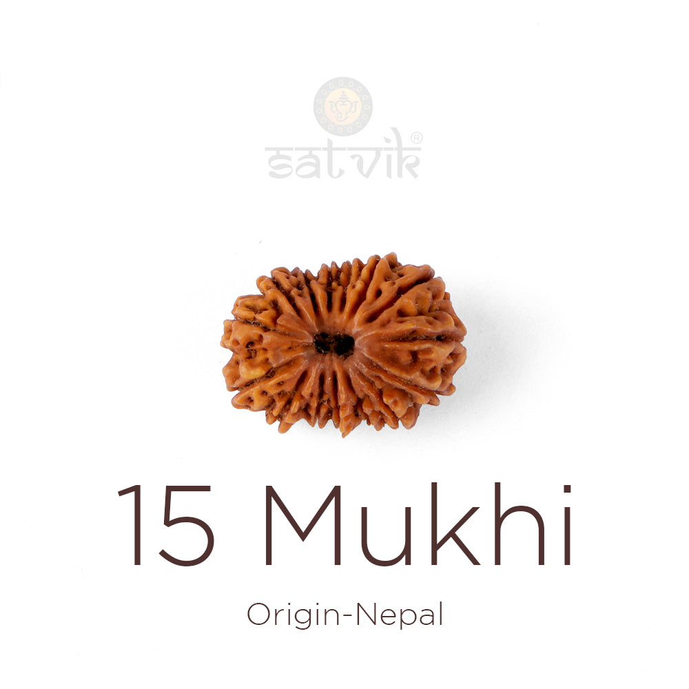 15 Mukhi Rudraksha bead natural Nepali fifteen face Rudraksha. India’s Premium Rudraksha Beads Brand - www.satvikstore.in
