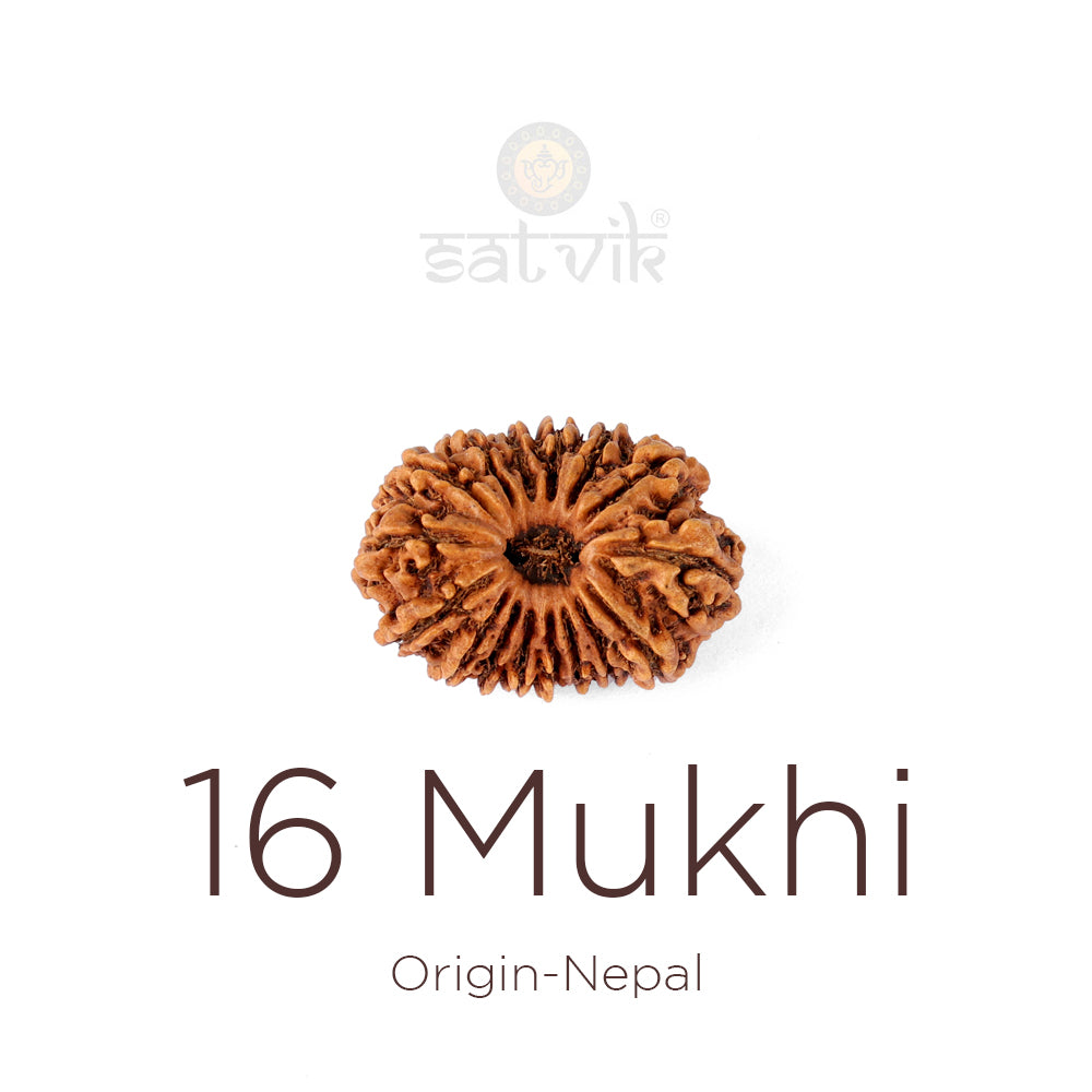 16 Mukhi Rudraksha bead natural Nepali sixteen face Rudraksha. India’s Premium Rudraksha Beads Brand - www.satvikstore.in