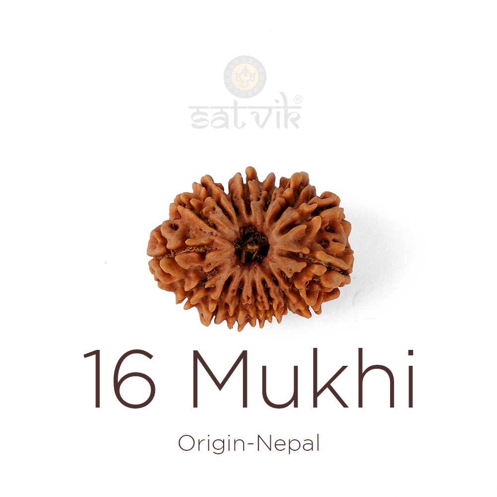16 Mukhi Rudraksha bead natural Nepali sixteen face Rudraksha. Indiaβs Premium Rudraksha Beads Brand - www.satvikstore.in