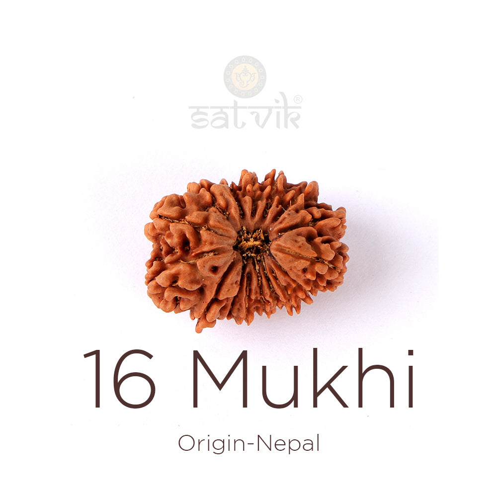 16 Mukhi Rudraksha bead natural Nepali sixteen face Rudraksha. Indiaβs Premium Rudraksha Beads Brand - www.satvikstore.in