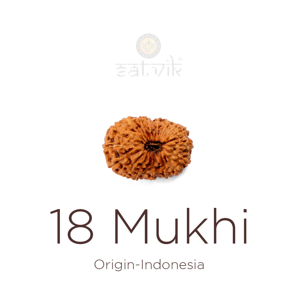 18 Mukhi Rudraksha bead natural Indo eighteen face Rudraksha. India’s Premium Rudraksha Beads Brand - www.satvikstore.in