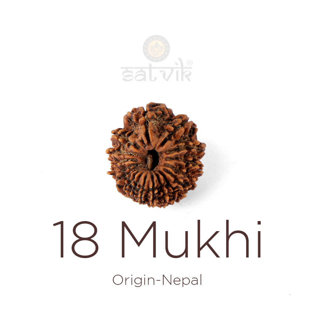 18 Mukhi Rudraksha bead natural Nepali eighteen face Rudraksha. Indiaβs Premium Rudraksha Beads Brand - www.satvikstore.in