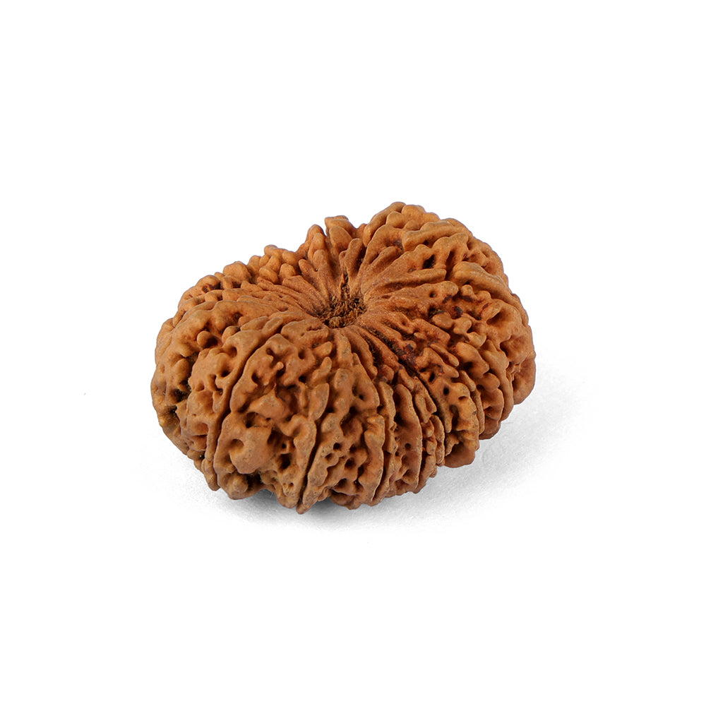 16 Mukhi Rudraksha (35.38mm)