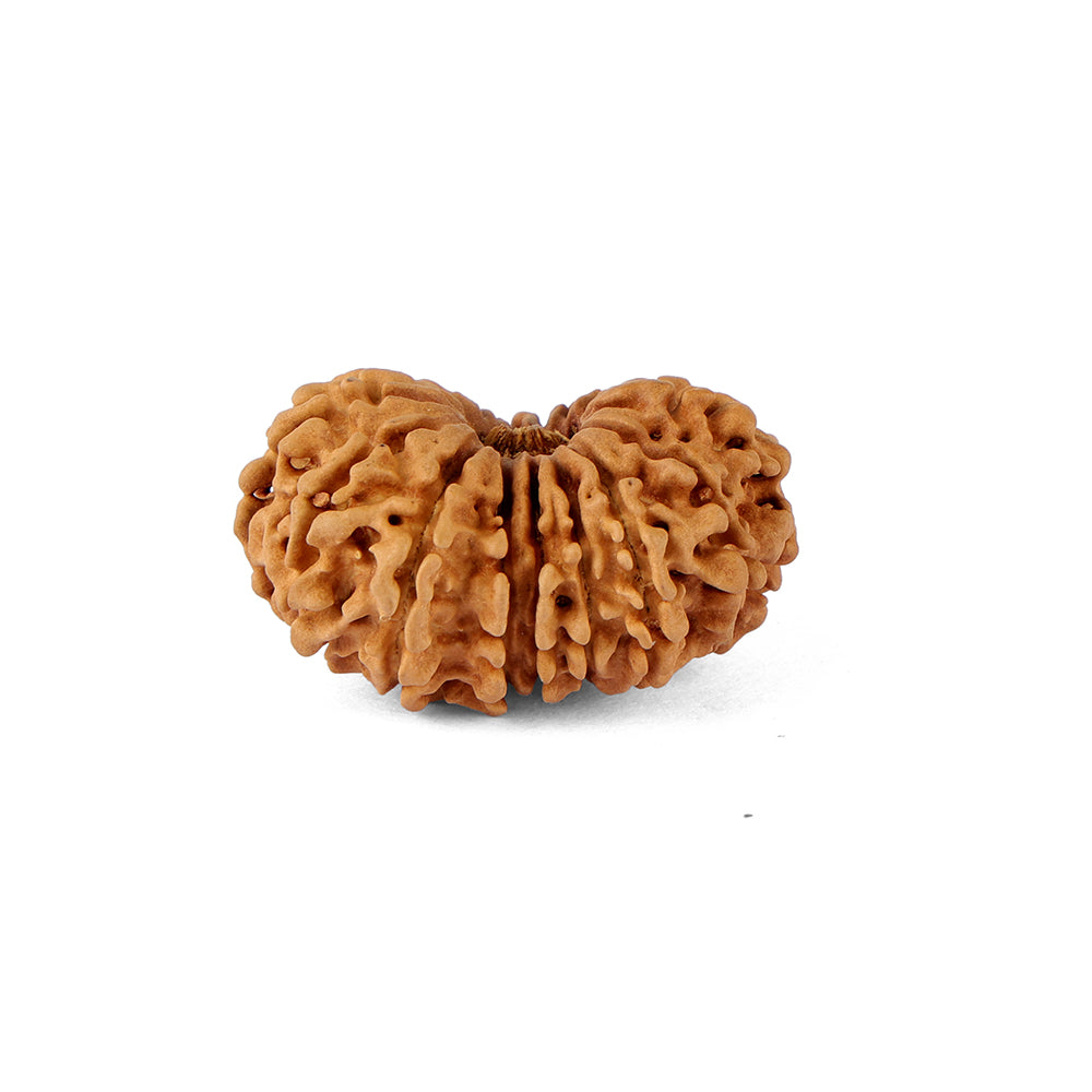 16 Mukhi Rudraksha (30.81mm)