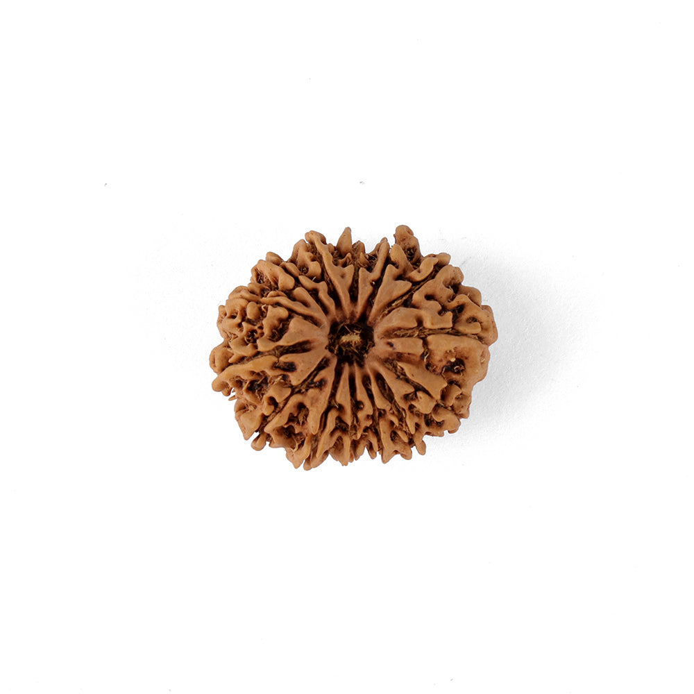 14 Mukhi Rudraksha (27.56mm)