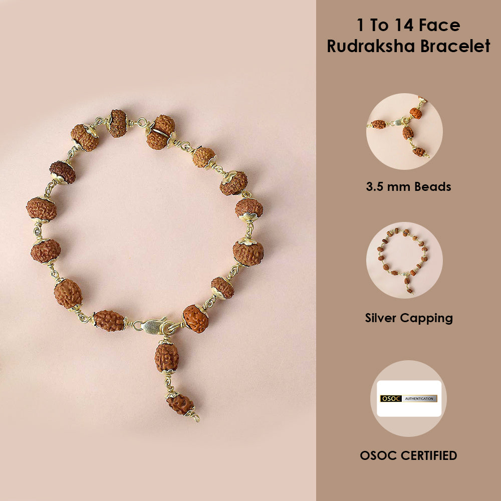 Authentic & Certified 1 to 14 Face Rudraksha Bracelet with Silver Capping