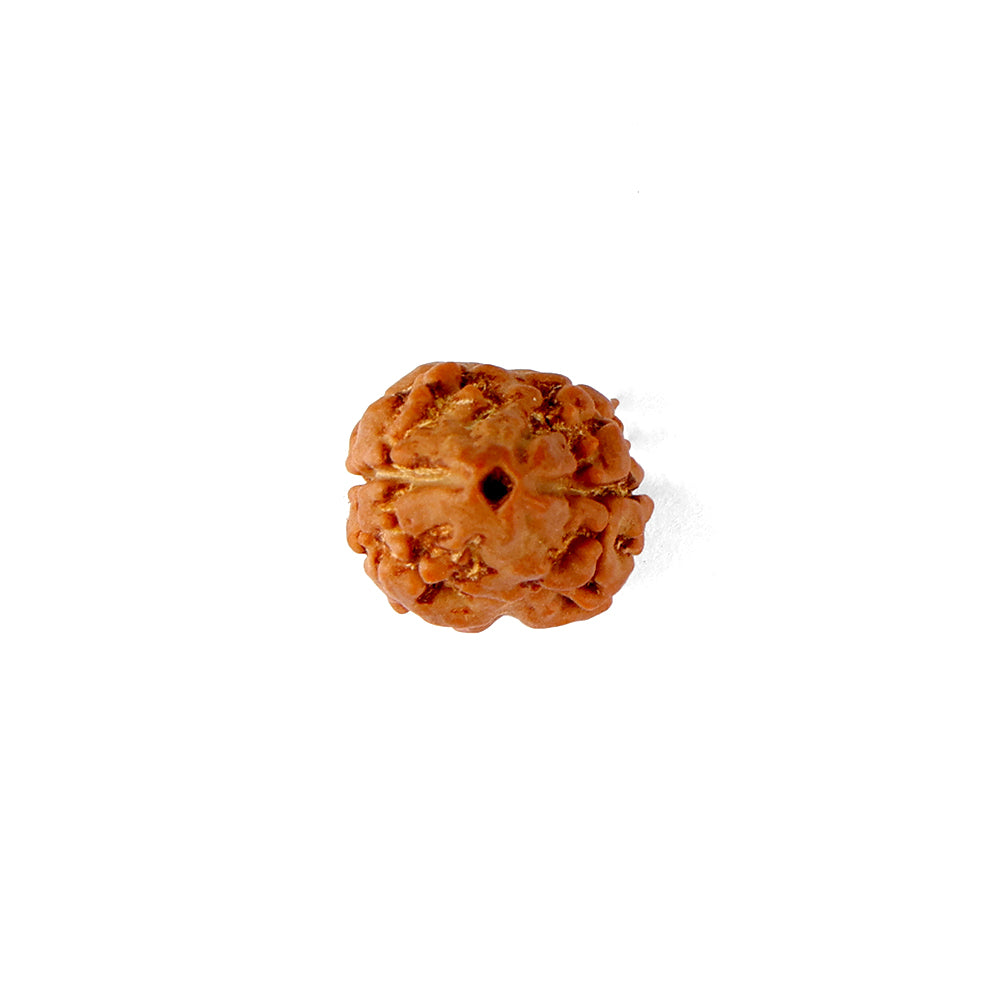 2 Mukhi Rudraksha (21.32mm)