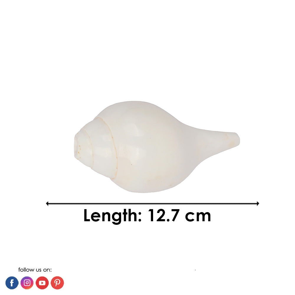 Natural 100% Original Vamavarti Shankha 5 Inch
