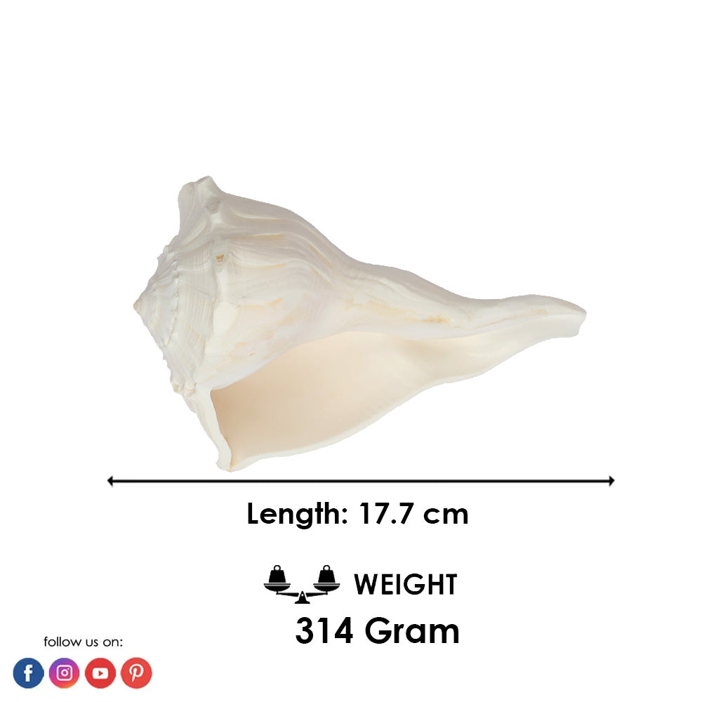 17.7 cm Natural Dakshinavarti Valampuri Shankh – Sacred Shell