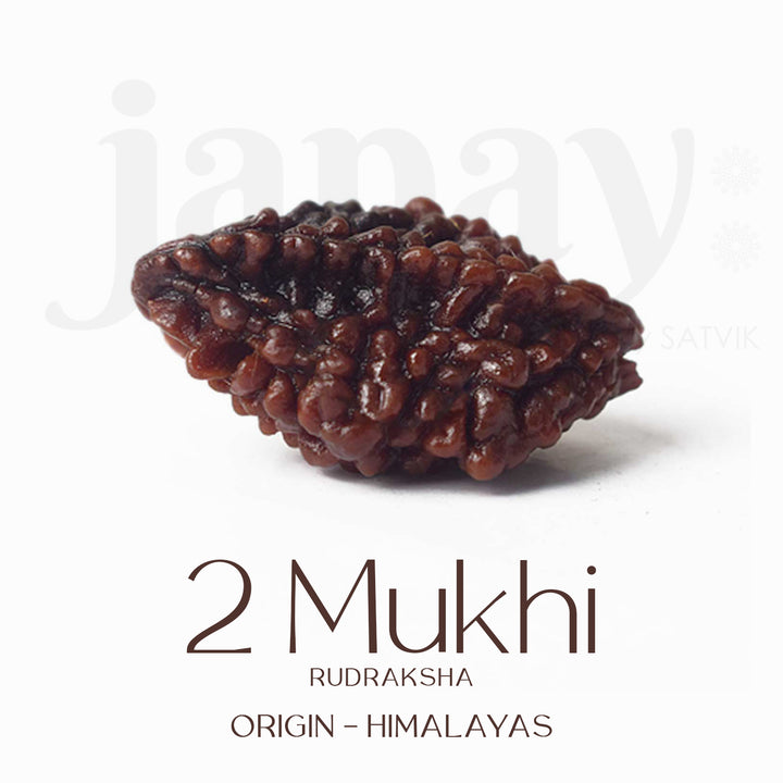 Certified 2 Mukhi Natural Rudraksha Bead – Brown, naturally grooved surface, spiritual seed used for harmony and relationship healing. India’s Largest Pooja Accessories Brand - www.satvikstore.in