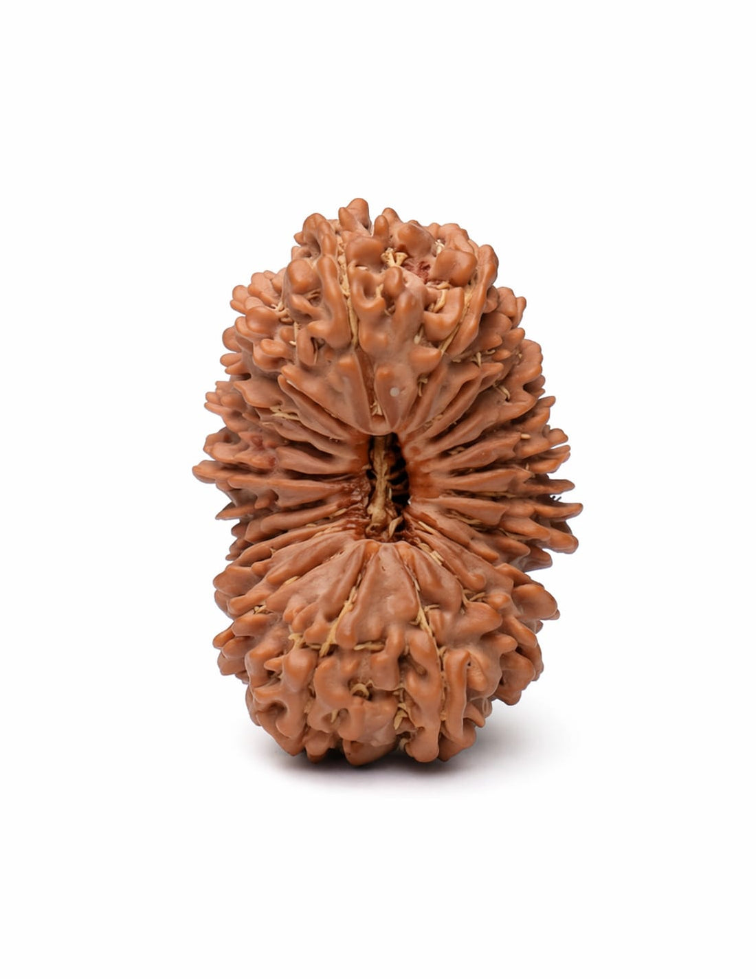 20 Mukhi Rudraksha
