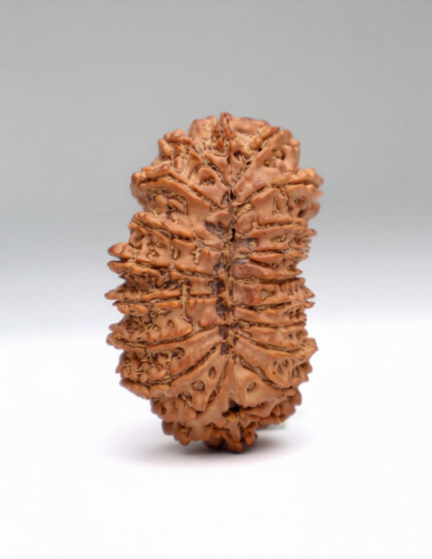 21 Mukhi Rudraksha