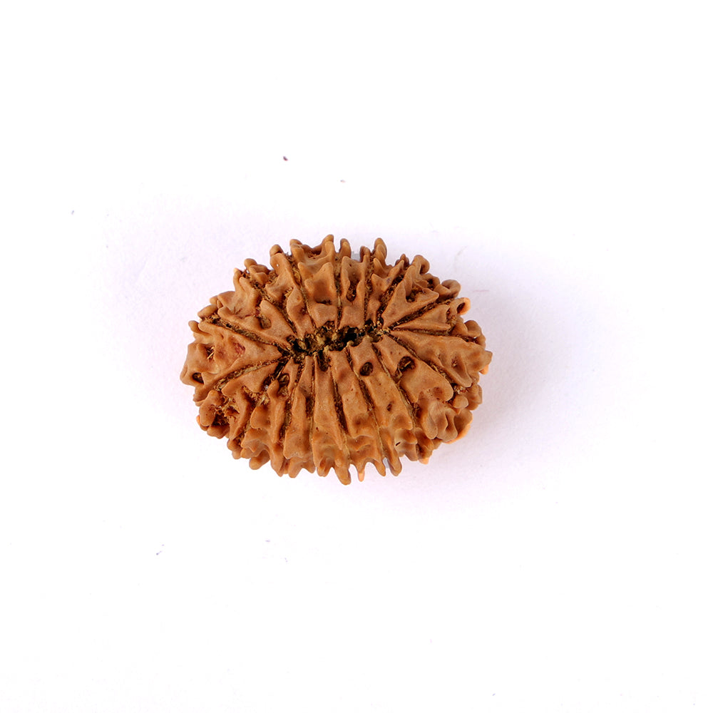 16 Mukhi Rudraksha (27.88mm)