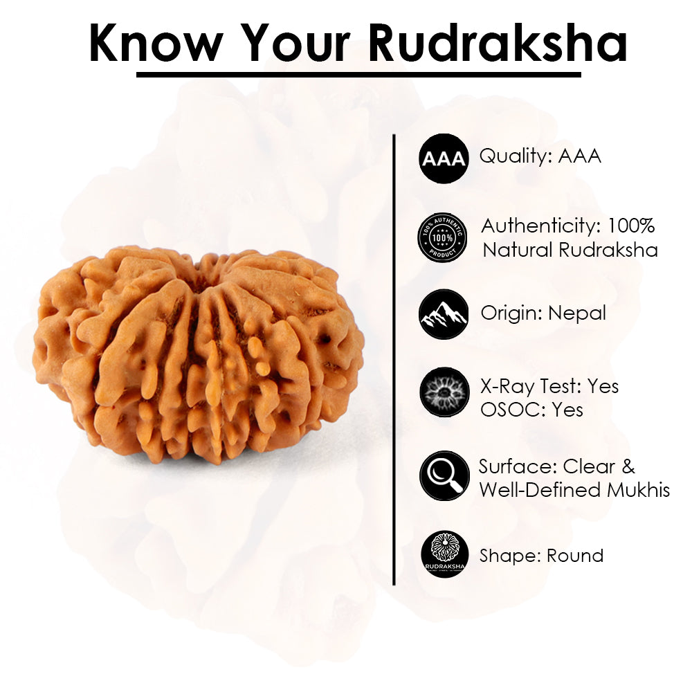 14 Mukhi Rudraksha (24.51mm)