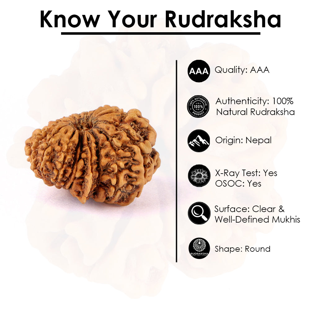 17 Mukhi Rudraksha (24.58mm)