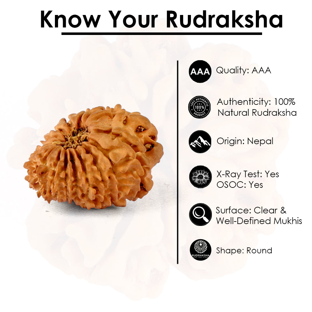 18 Mukhi Rudraksha (20.23mm)