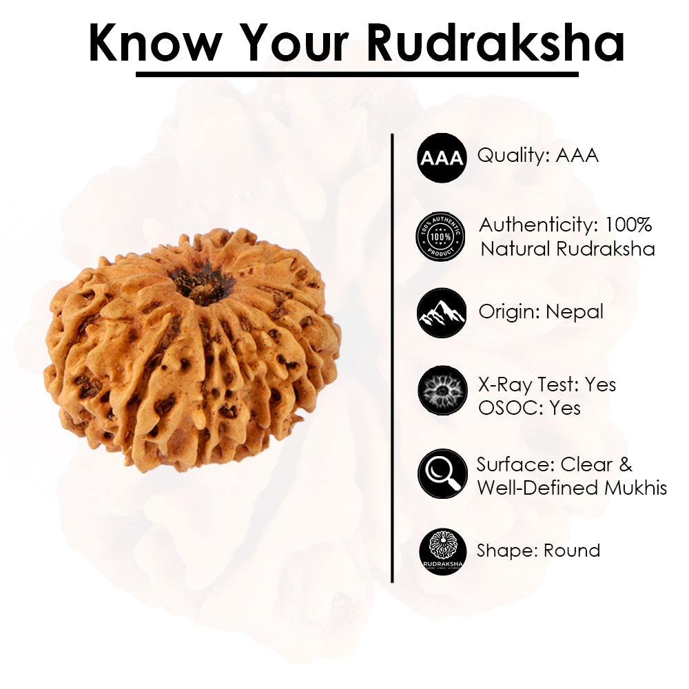 14 Mukhi Rudraksha (26.05mm)