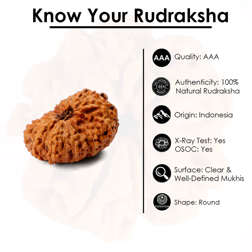 18 Mukhi Rudraksha (22.01mm)