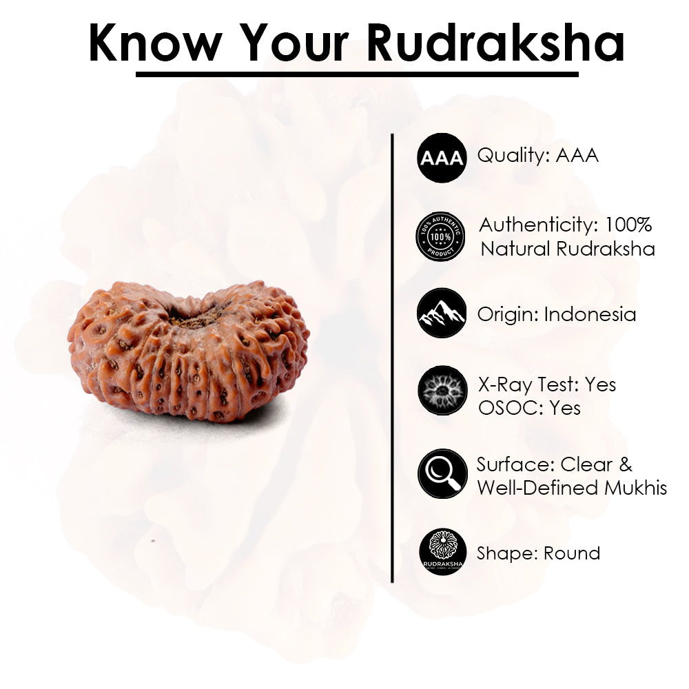 19 Mukhi Rudraksha (22.29mm)