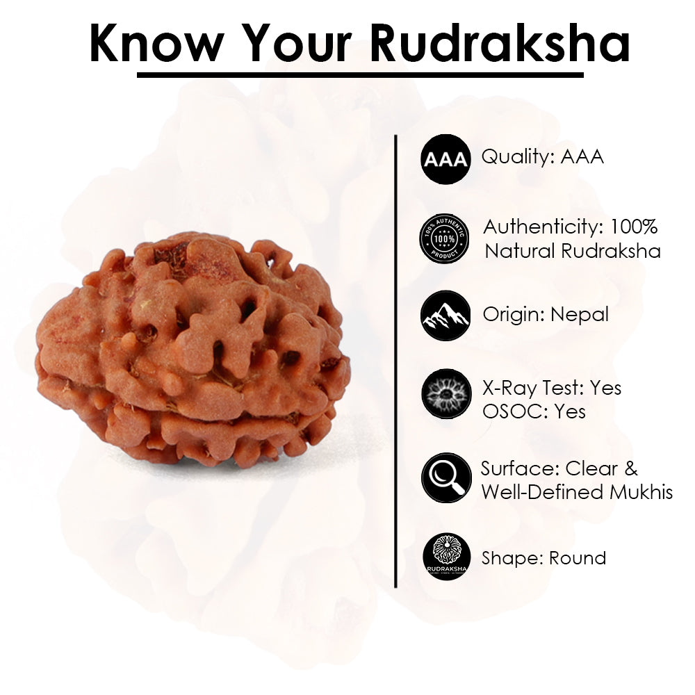 2 Mukhi Rudraksha (16.07mm)