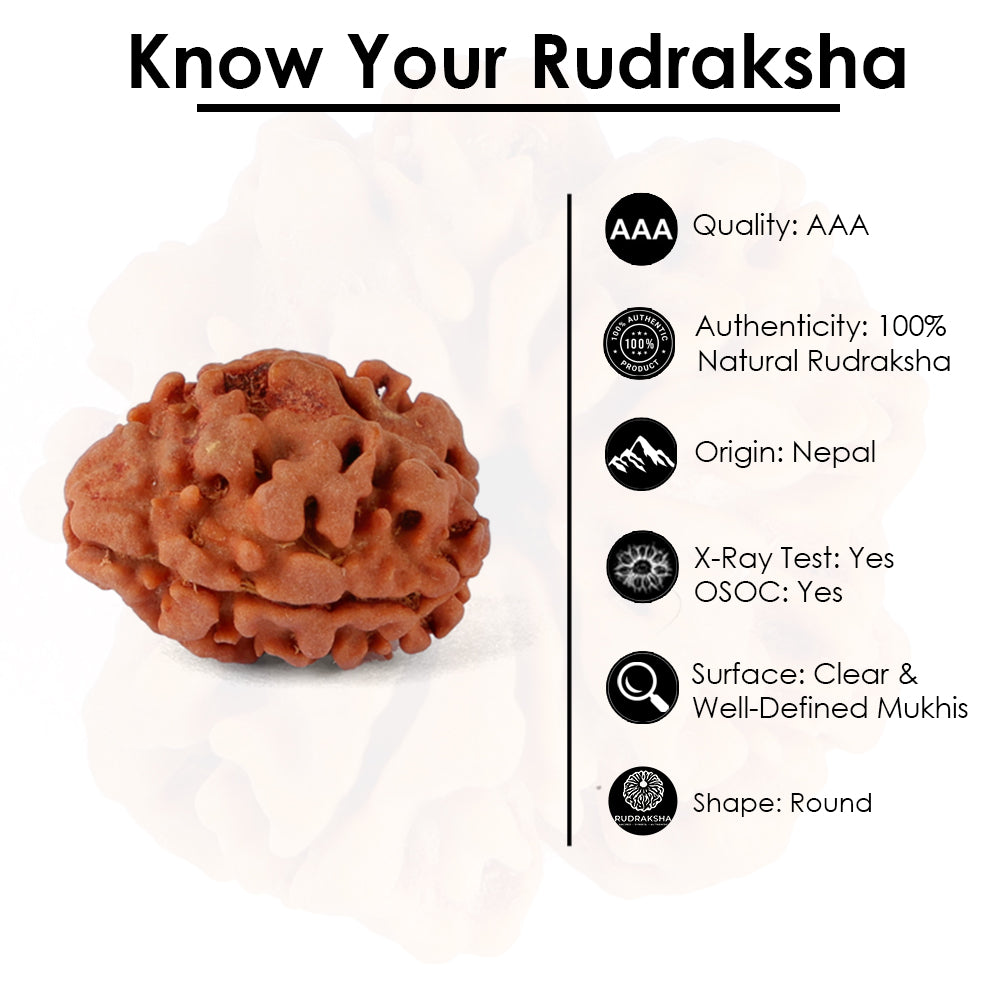 2 Mukhi Rudraksha (16.90mm)